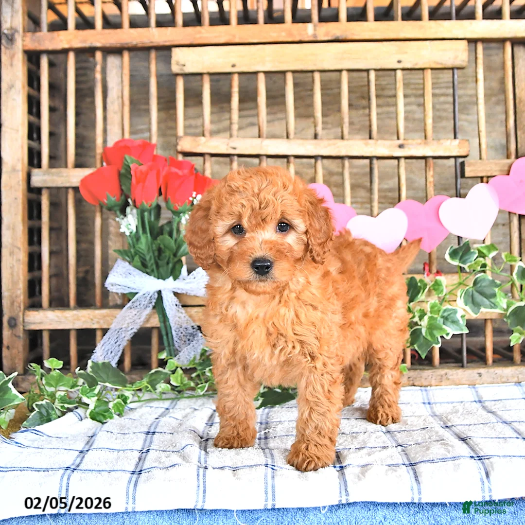 Mini Goldendoodle dogs for sale: Martina - Ad 1