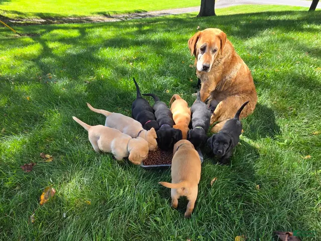 Mixed Breed dogs for sale: Mixed Breed 6 - Ad 2