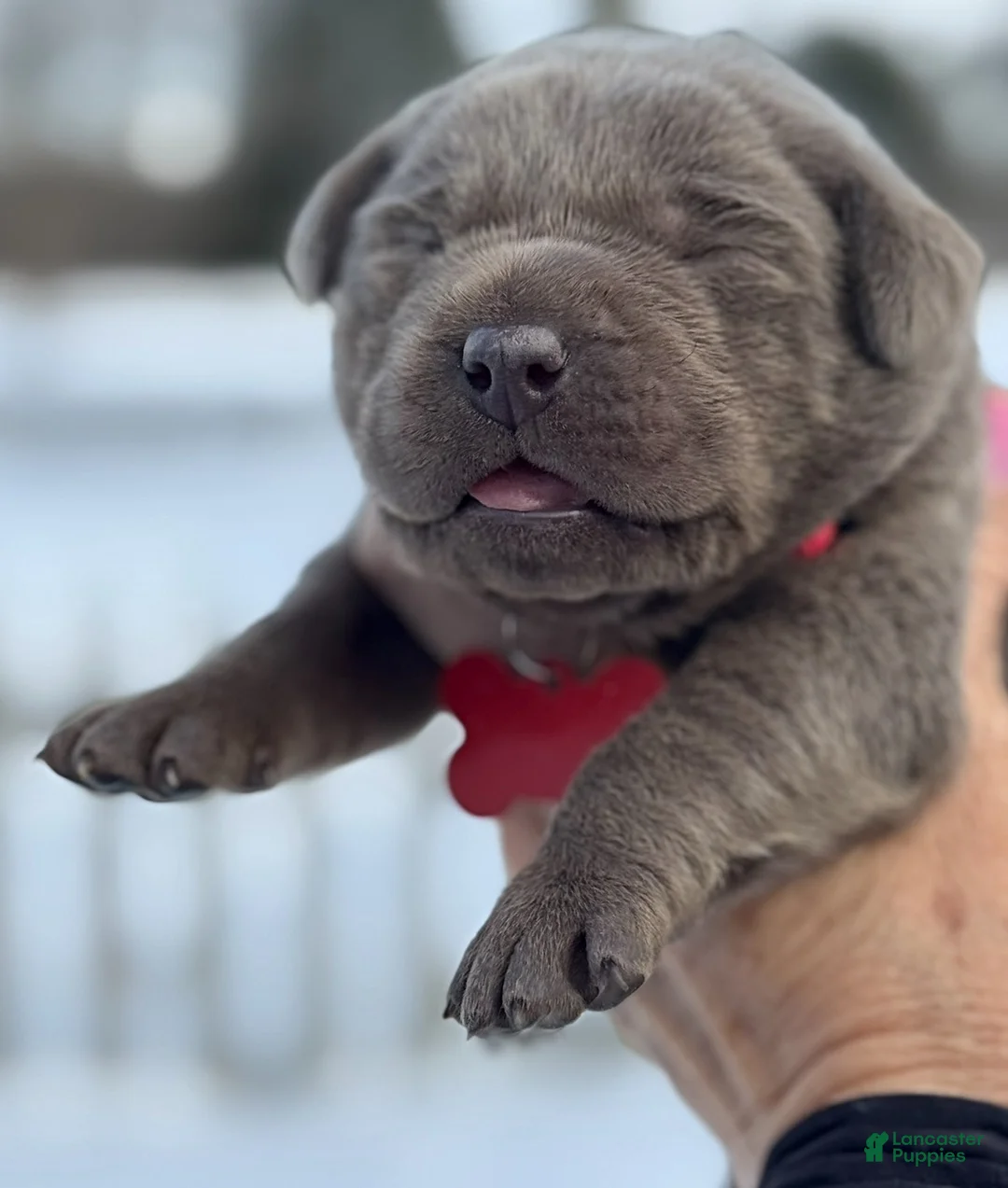 Labrador Retriever dogs for sale: Labrador Retriever Puppy  - Ad 2