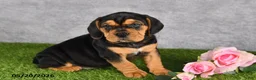 Beabull dogs for sale: Tucker - Ad 3