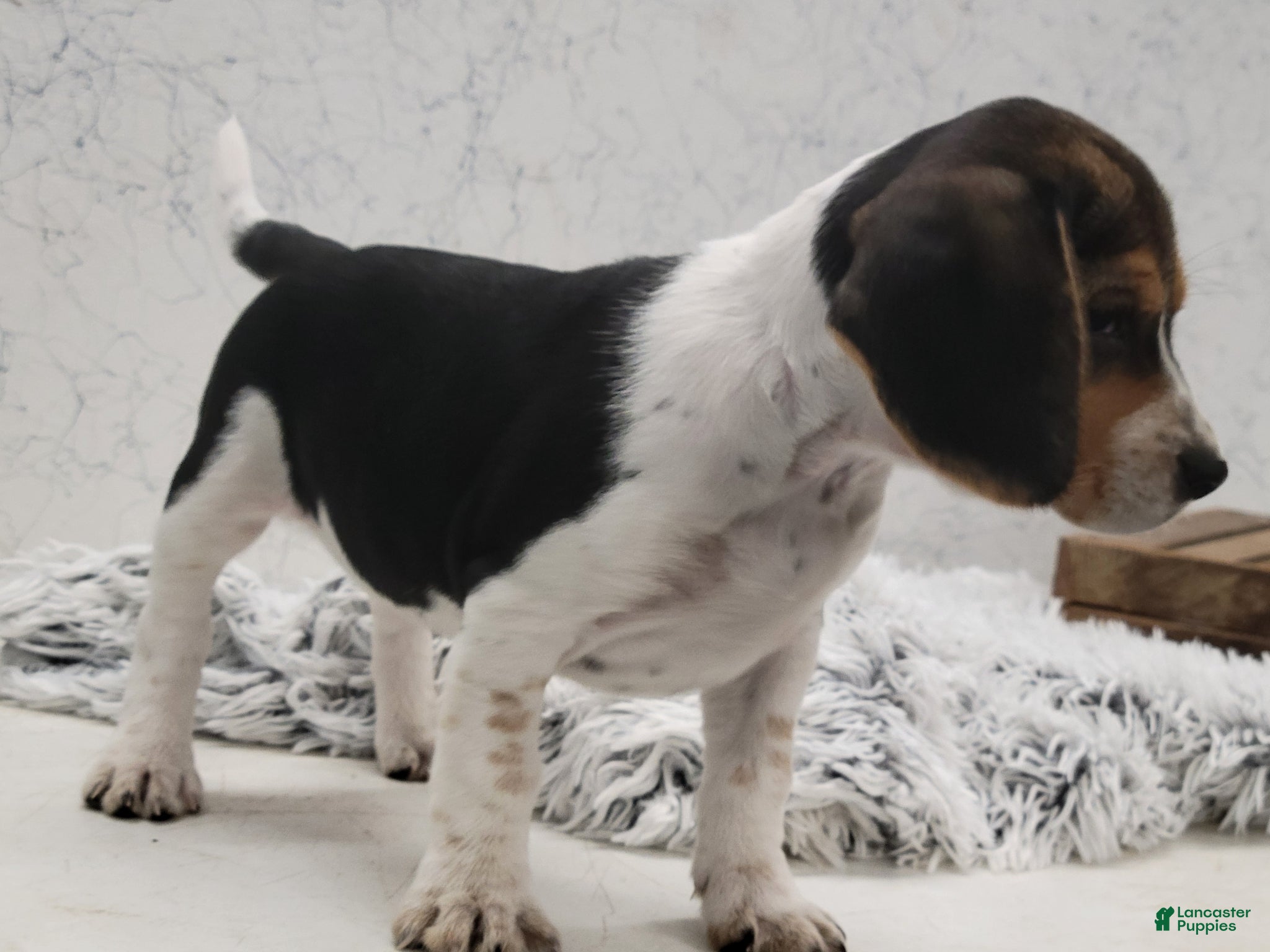 Beagle dogs Sparkles - Ad 2