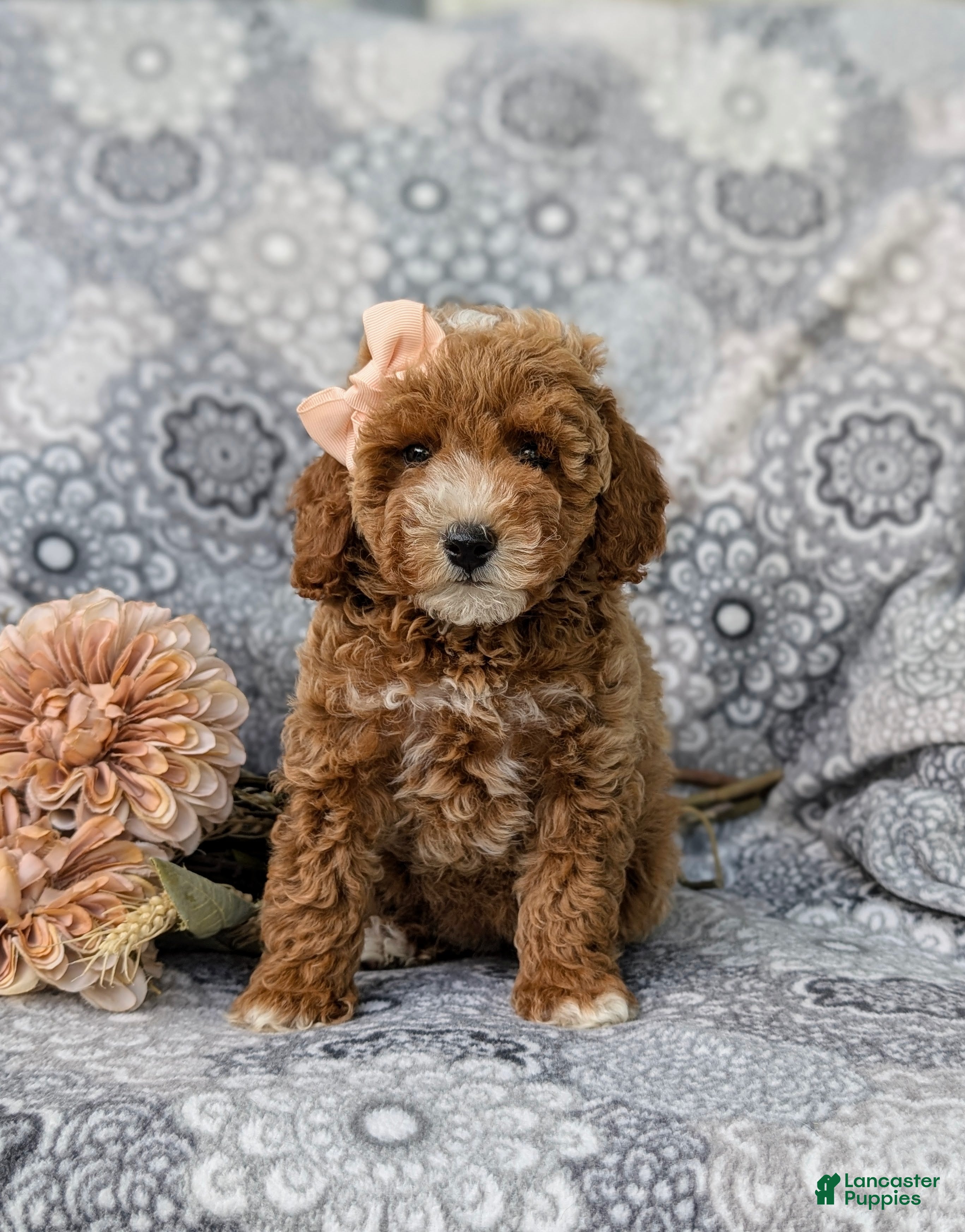 Miniature Poodle dogs Tamara - Ad 2