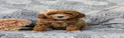 Miniature Poodle dogs for sale: Tamara - Ad 2