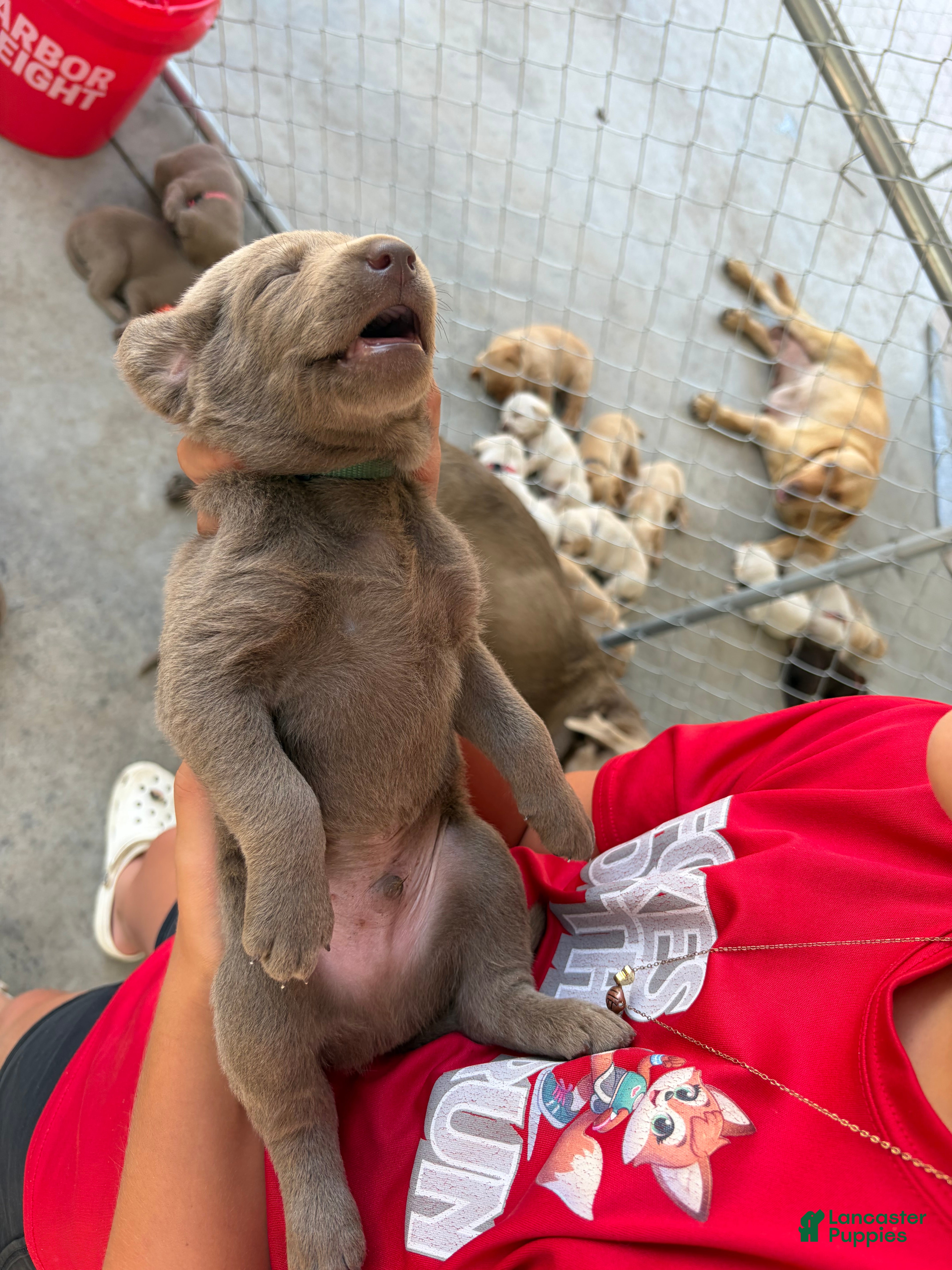 Labrador Retriever dogs Dark green male - Ad 2
