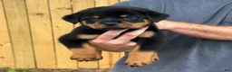 Rottweiler dogs for sale: DRACO - Ad 4