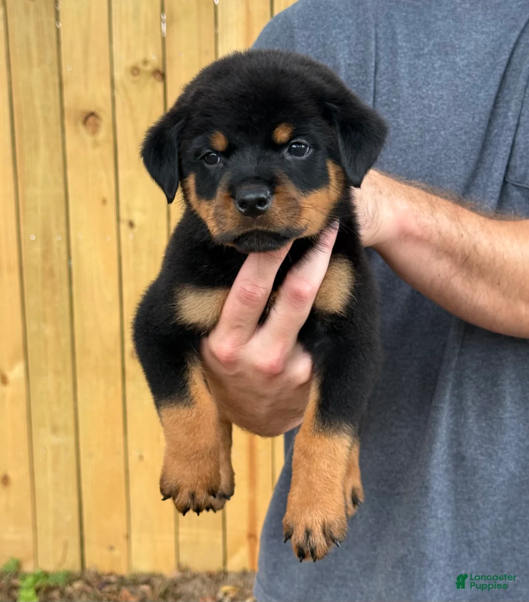 Rottweiler dogs for sale: DRACO - Ad 4
