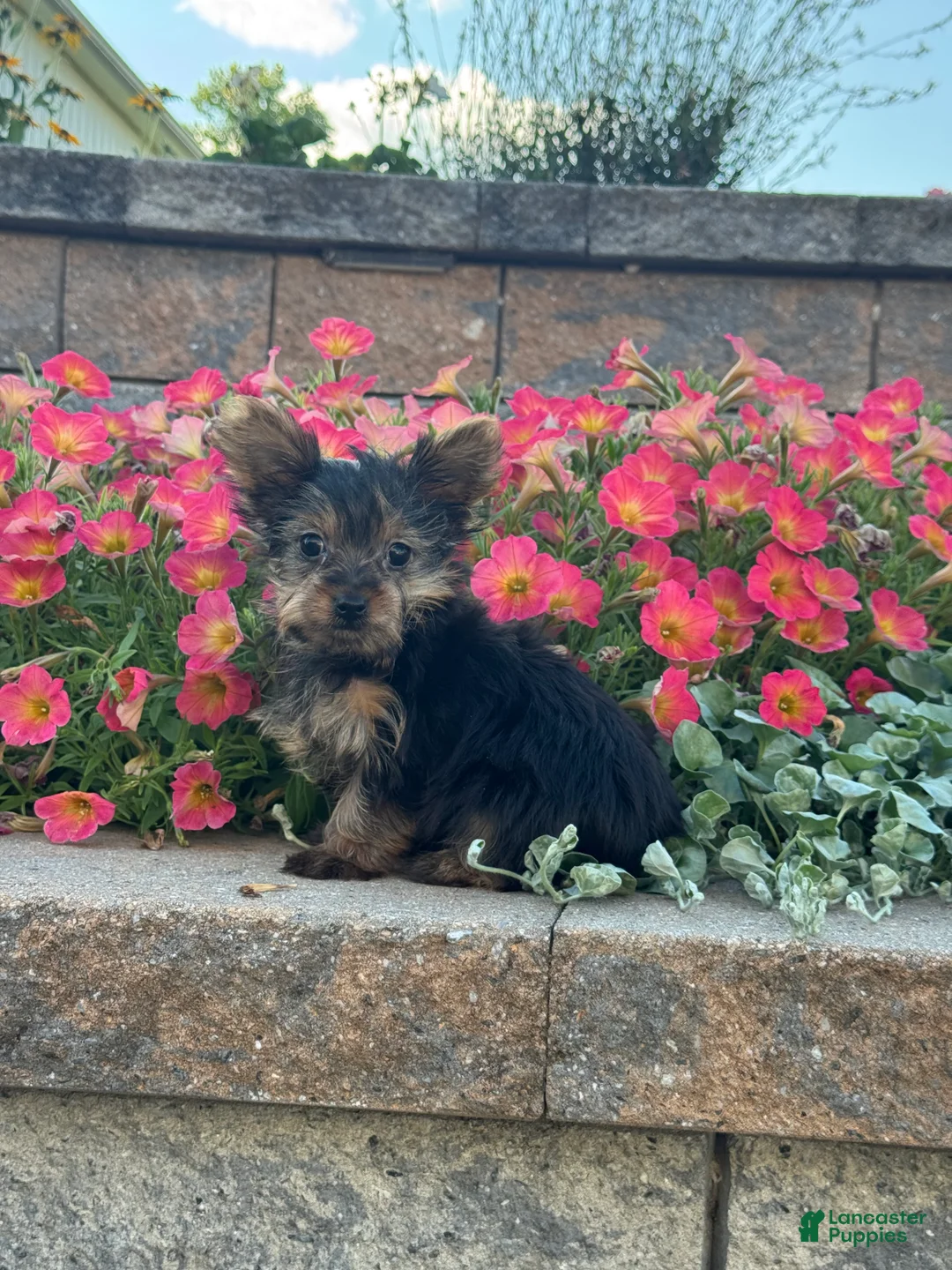 Yorkshire Terrier dogs for sale: Teacup Yuzu  - Ad 2