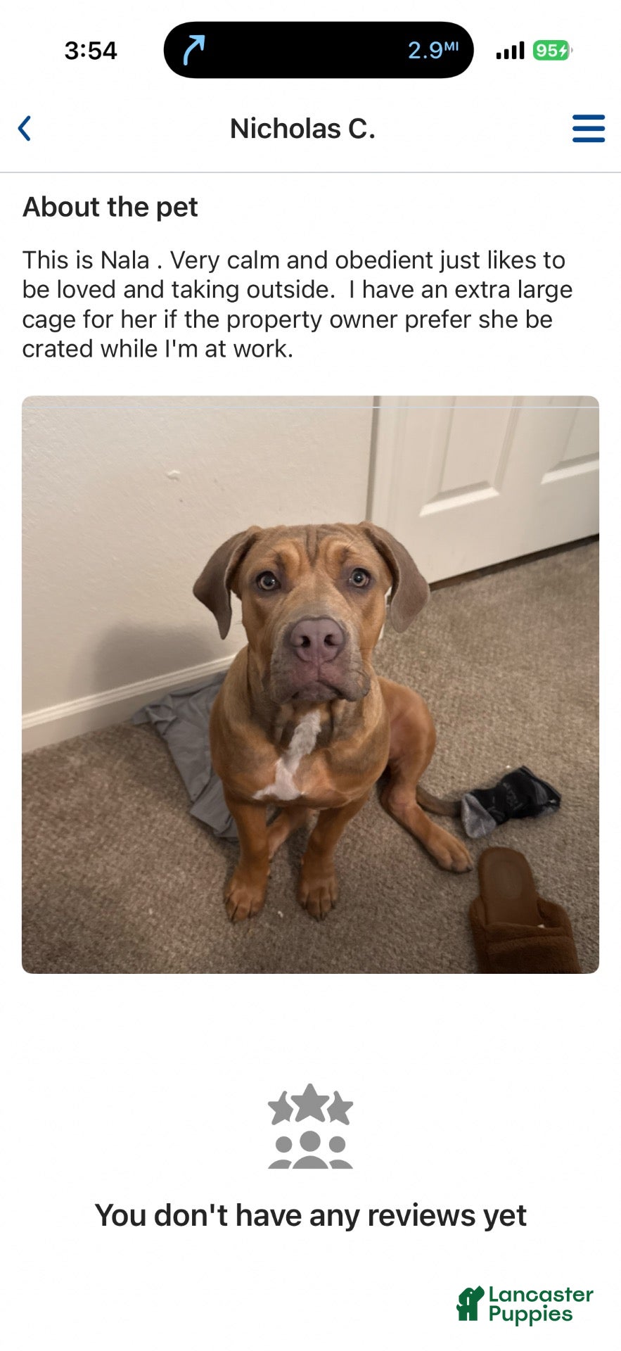 American Pit Bull Terrier dogs for sale: Pup 6 - Ad 2