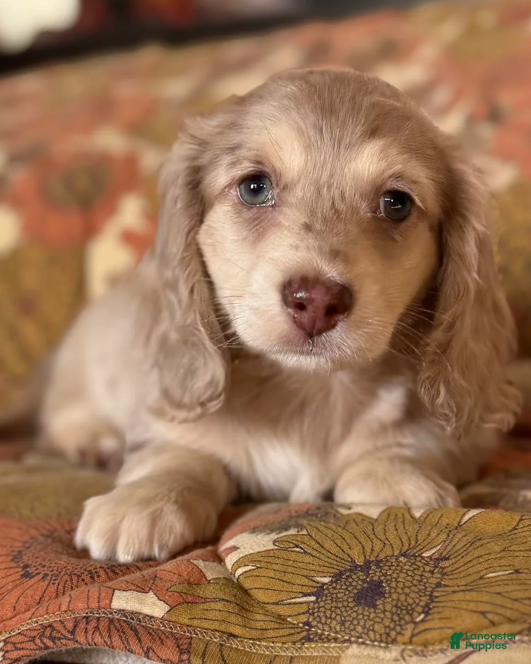 Miniature Dachshund dogs for sale: Miniature Dachshund Puppy 4 - Ad 1