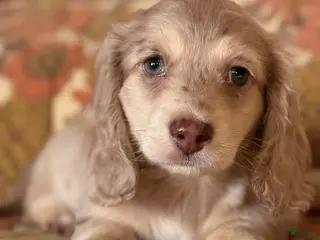 Miniature Dachshund dogs Miniature Dachshund Puppy 4 - Ad 18