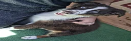 Australian Shepherd dogs for sale: Sky - Ad 1