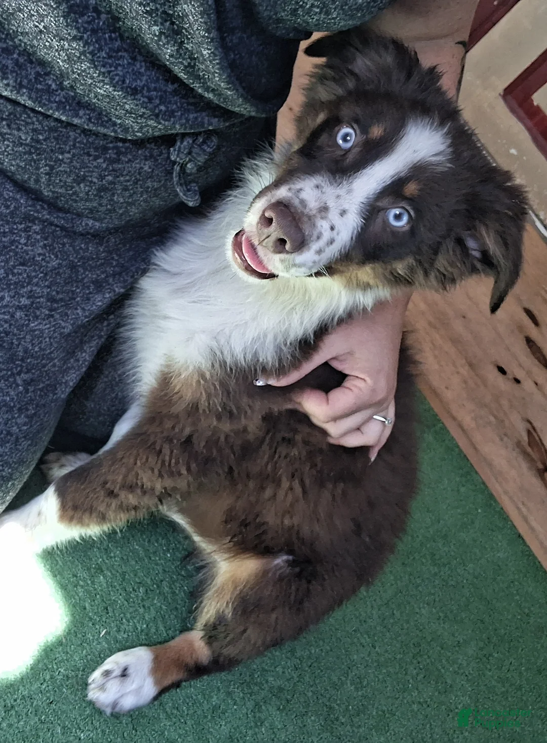 Australian Shepherd dogs for sale: Sky - Ad 1