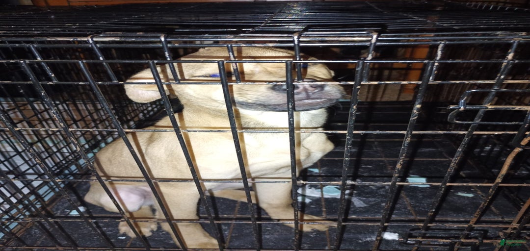 Gallery Image {{count}}