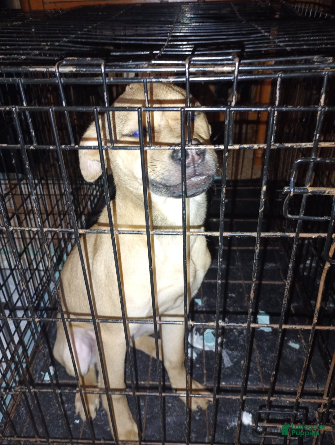 Gallery Image {{count}}