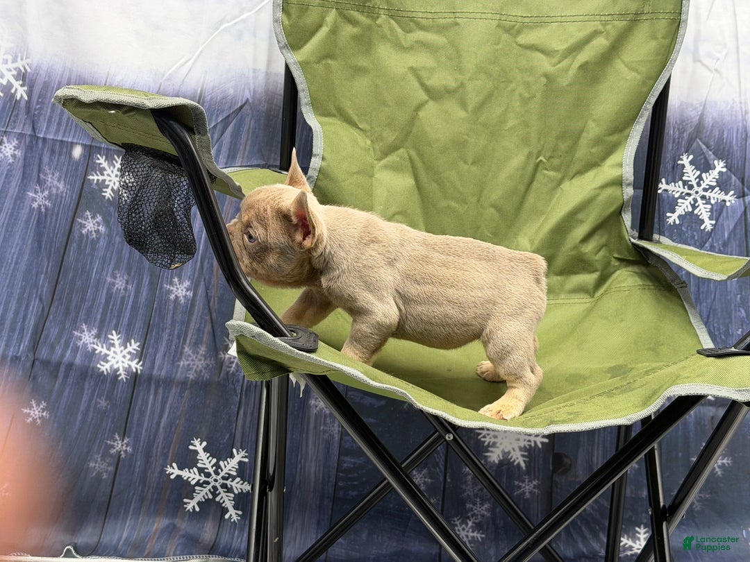 French Bulldog dogs for sale: French Bulldog Puppy 2 - Ad 3