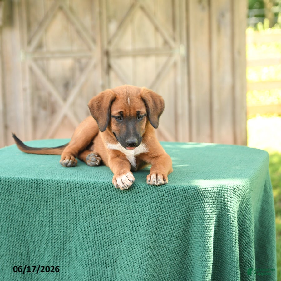 Mixed Breed dogs Sky - Ad 2