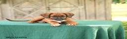 Mixed Breed dogs for sale: Sky - Ad 2