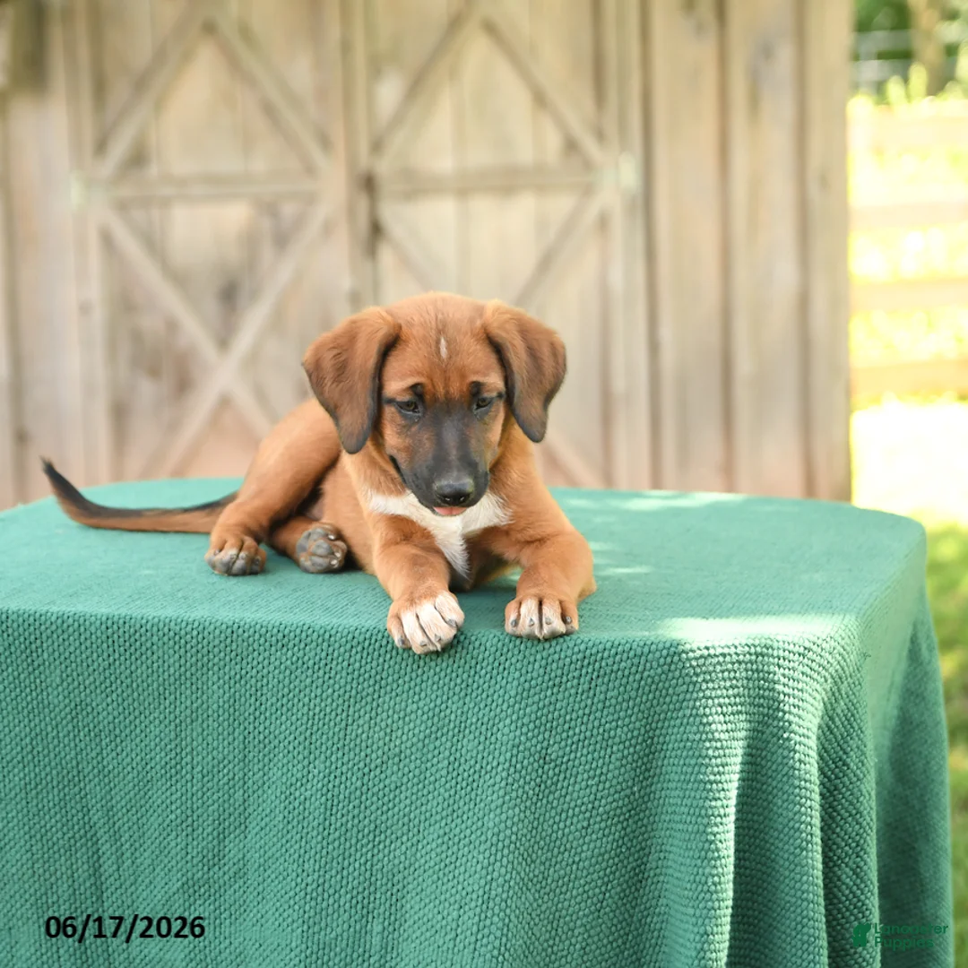 Mixed Breed dogs for sale: Sky - Ad 2