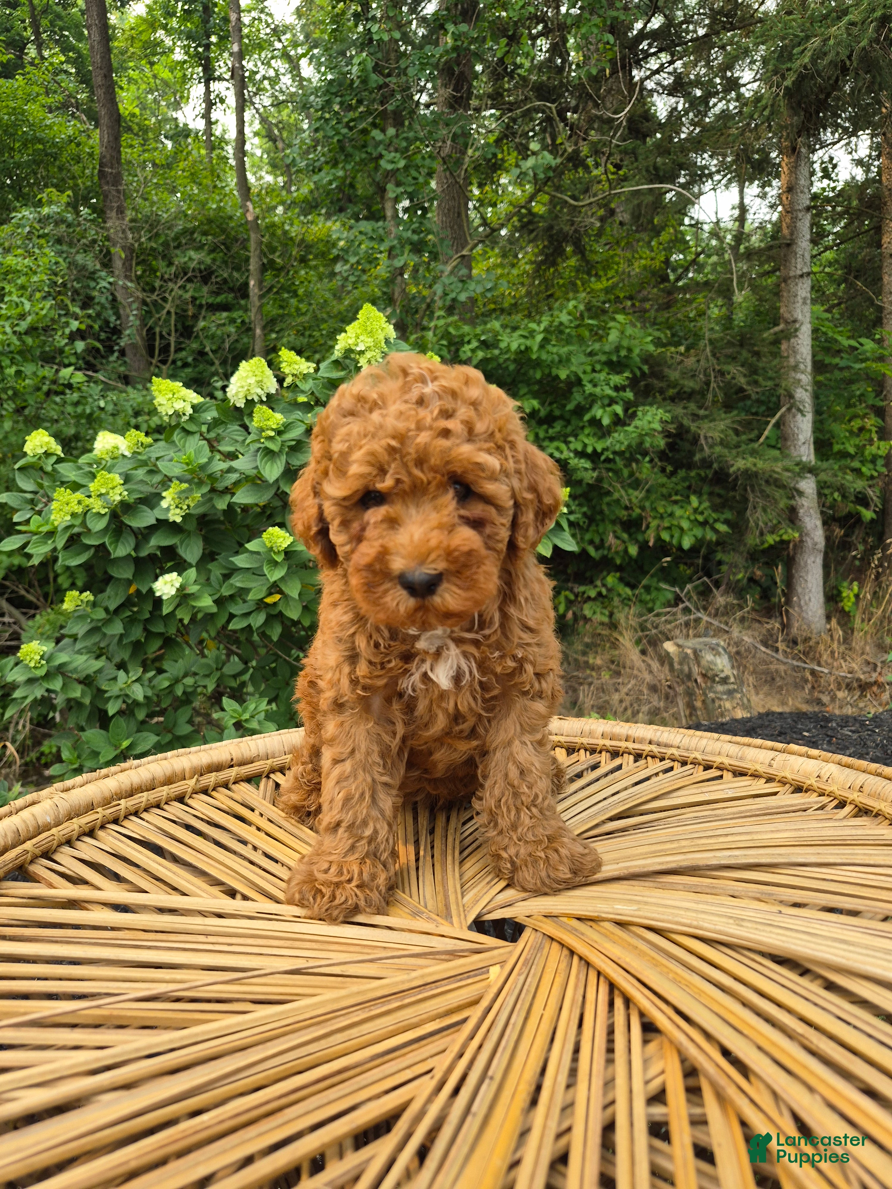 Mini Goldendoodle dogs for sale: Cruz - Ad 3
