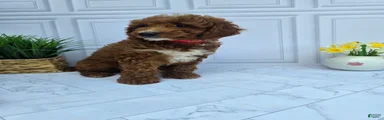 Mini Goldendoodle 2