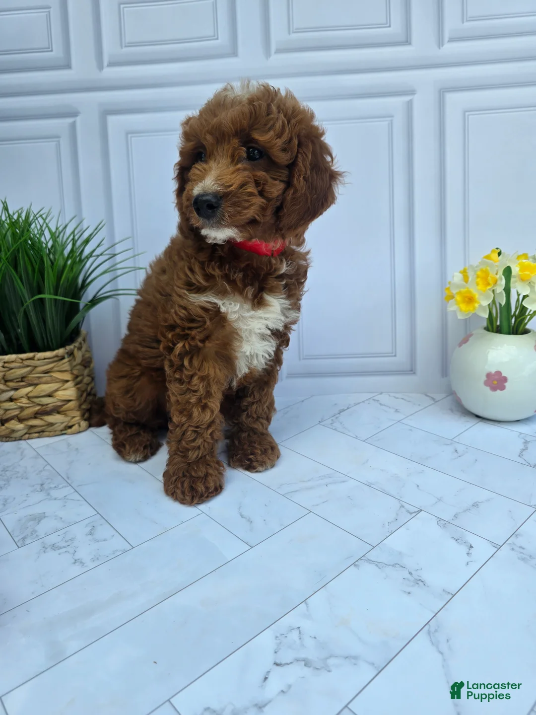 Mini Goldendoodle dogs for sale: Mini Goldendoodle 2 - Ad 1