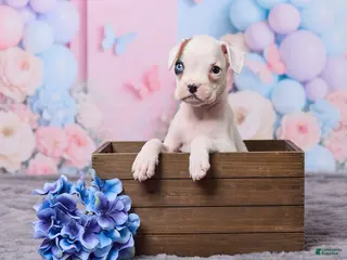 Boxer dogs for sale: Ryder - Ad 4