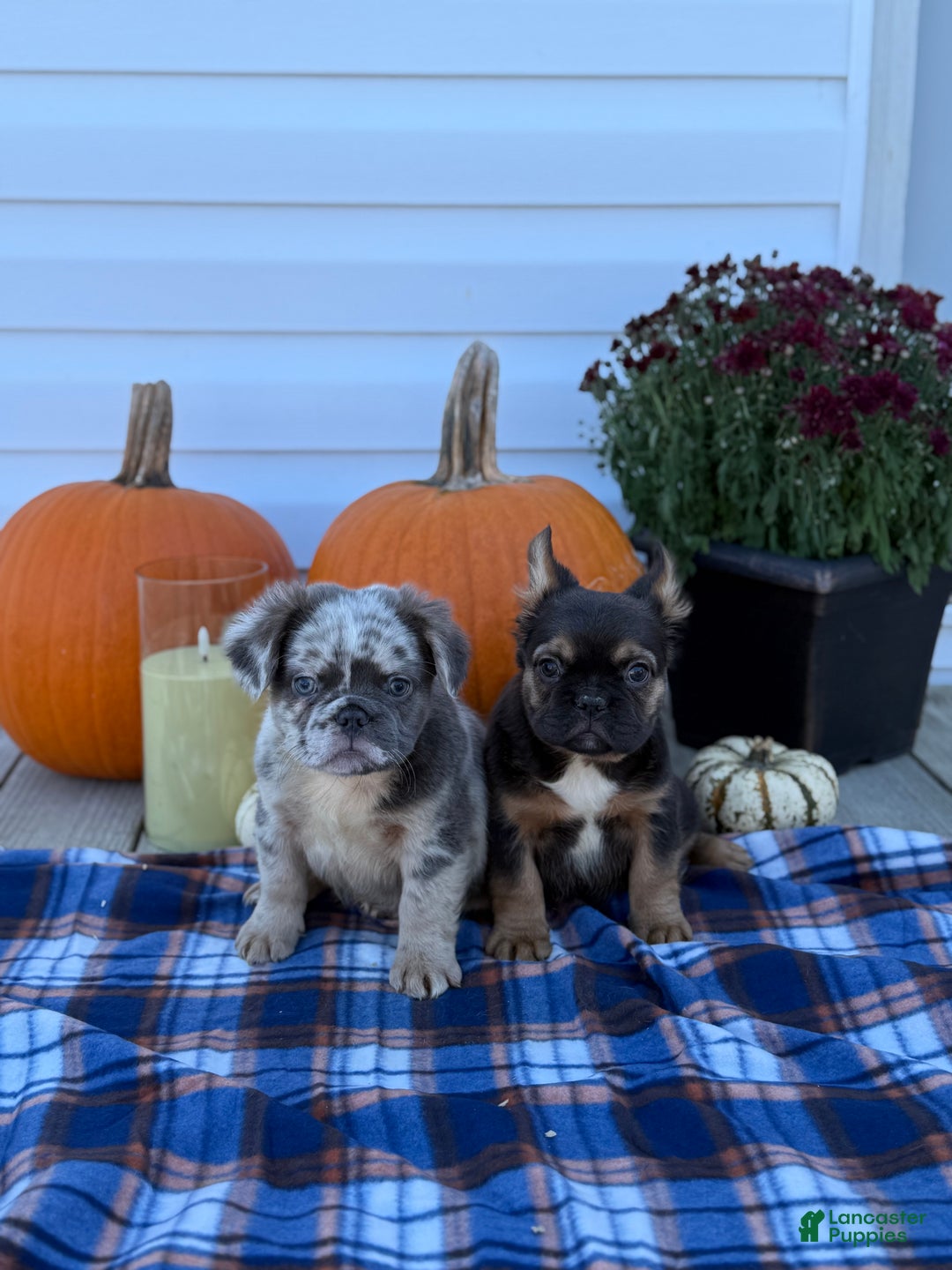 French Bulldog dogs for sale: achilles - Ad 10