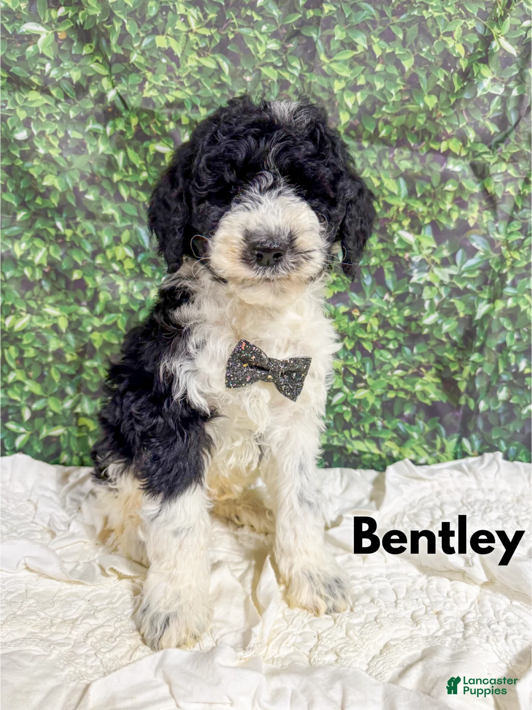 Saint Berdoodles dogs for sale: Bentley - Ad 2