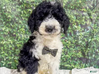 Saint Berdoodles dogs Bentley - Ad 10
