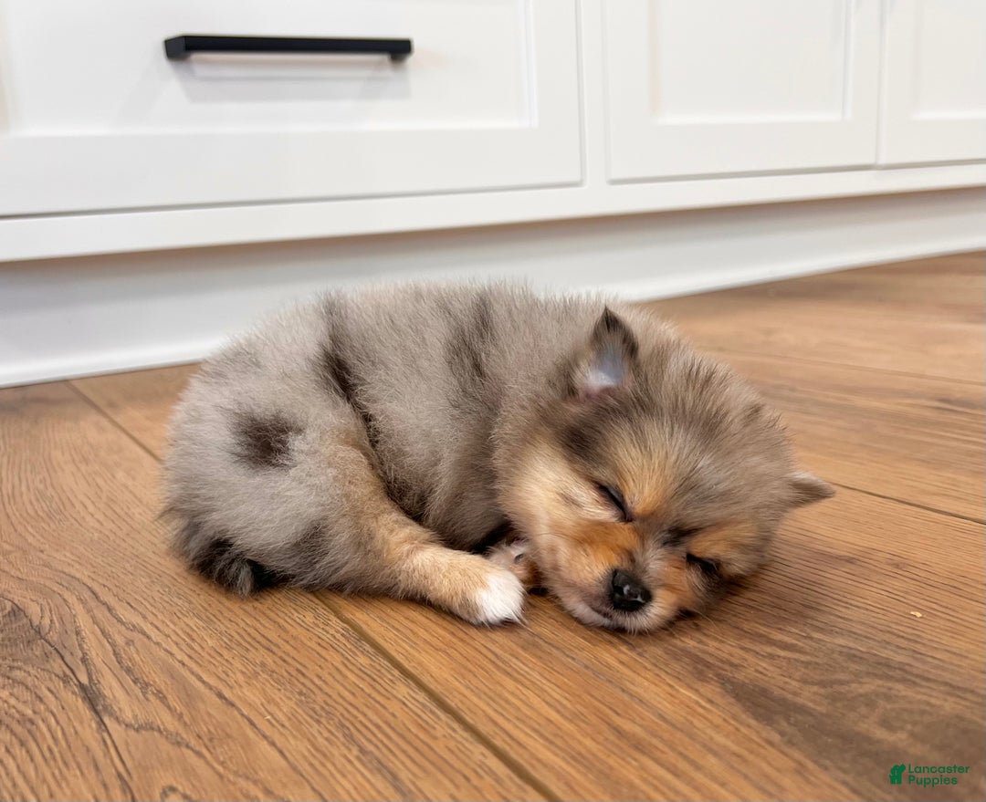 Pomeranian dogs for sale: Finn  - Ad 4