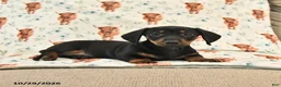 Miniature Dachshund dogs for sale: Twyla - Ad 5