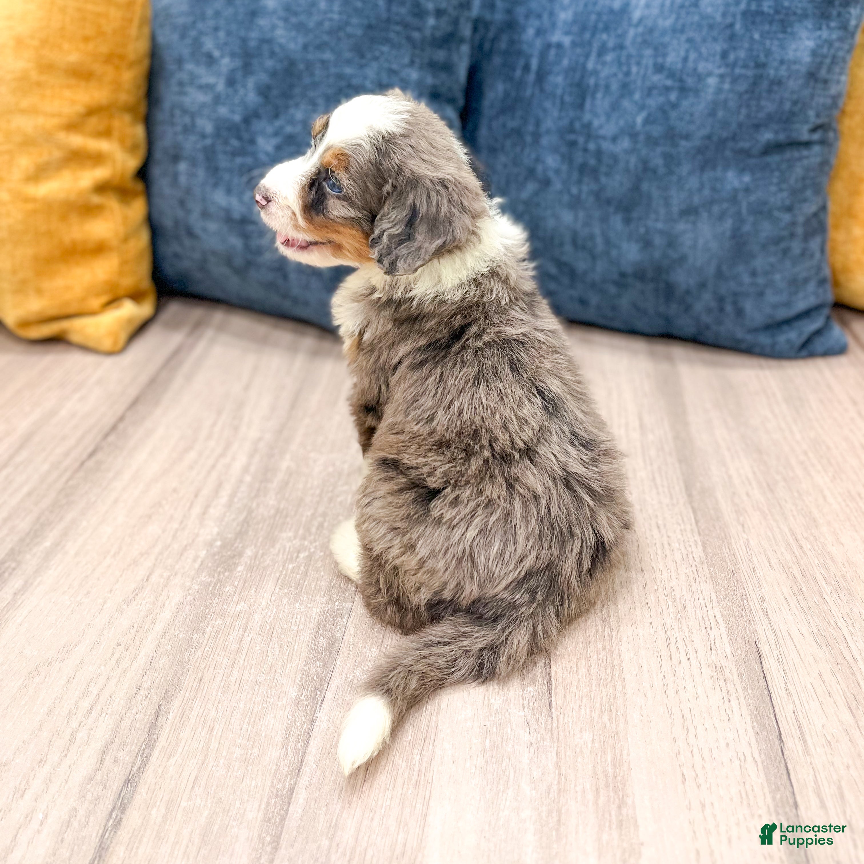 Mini Bernedoodle dogs for sale: Sadie - Ad 5