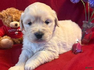 Golden Retriever dogs Maddie - Ad 42