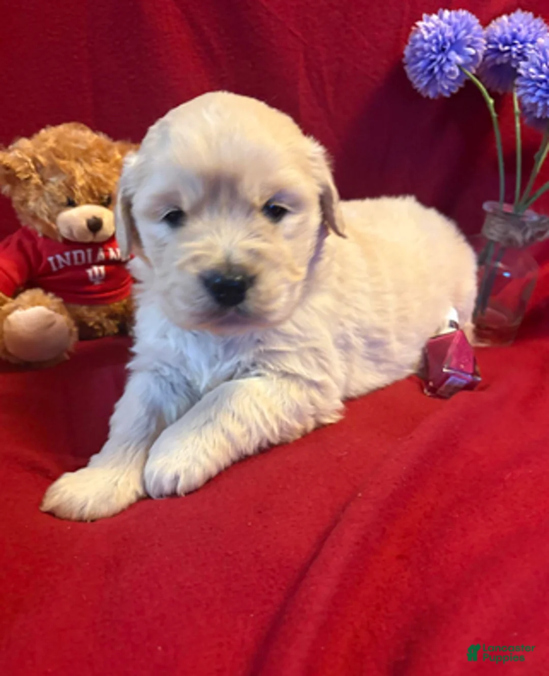 Golden Retriever dogs for sale: Maddie - Ad 1