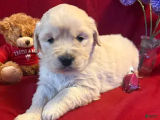 Golden Retriever dogs Maddie - Ad 40