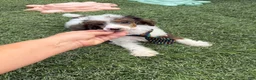 Miniature Poodle dogs for sale: Akc Clear 🧬 Tested Blue Merle  Phantom Parti- Bb - Ad 13