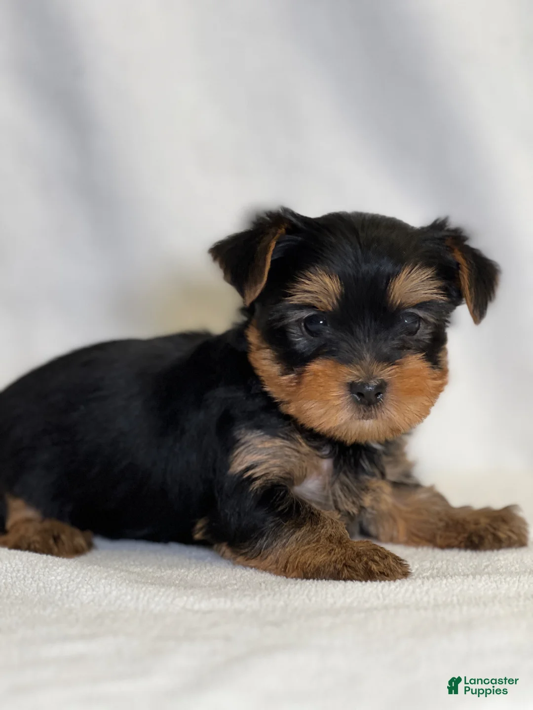 Yorkshire Terrier dogs for sale: Midge - Ad 1