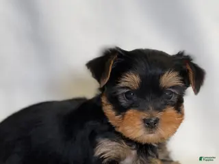 Yorkshire Terrier dogs Midge - Ad 32