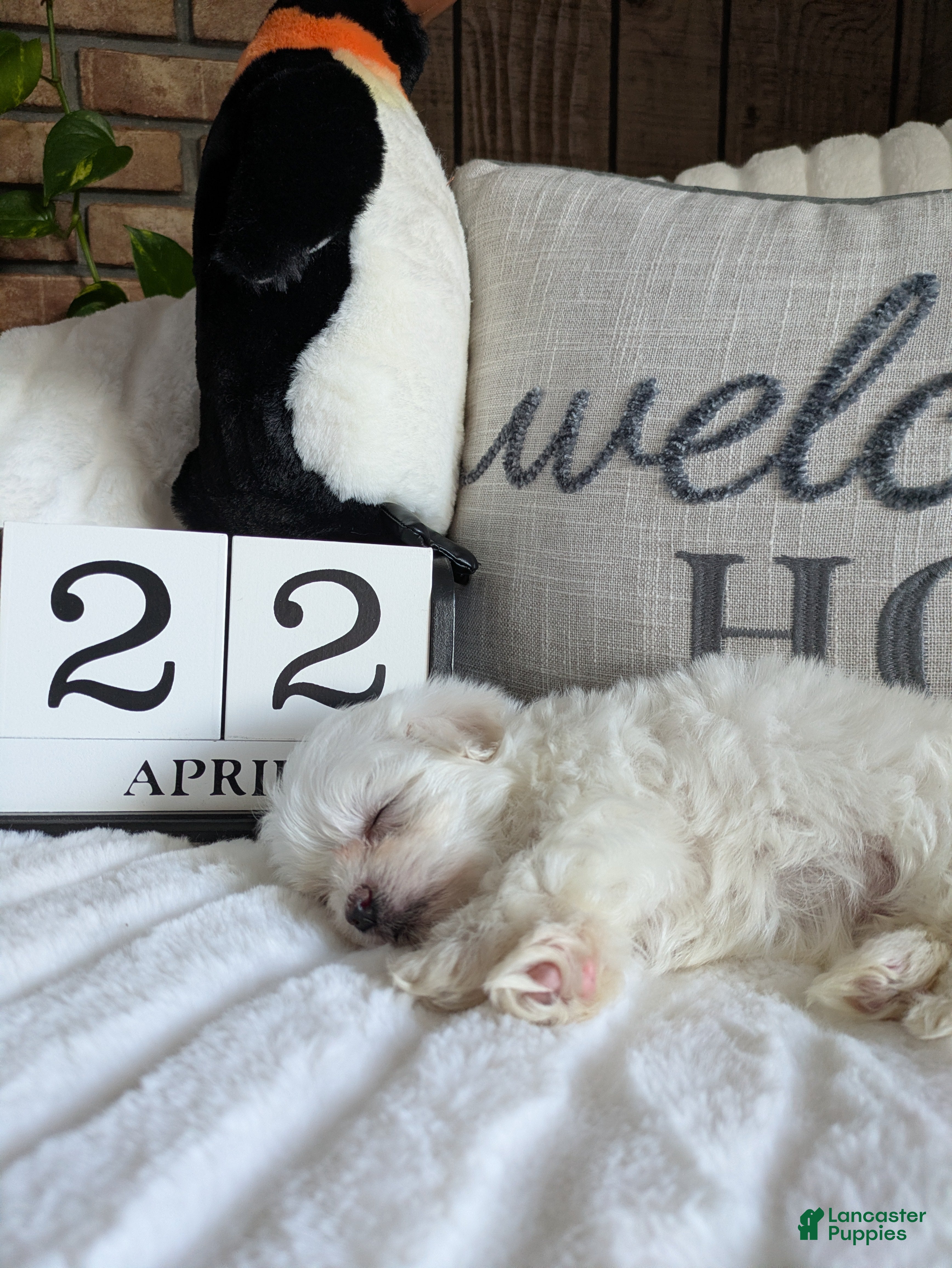 Maltese dogs Carolina  - Ad 1