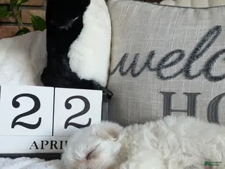 Maltese dogs for sale: Carolina - Ad 3