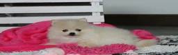 Pomeranian dogs for sale: Raine - Ad 8