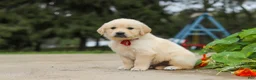 Golden Retriever dogs for sale: Benjie - Ad 3