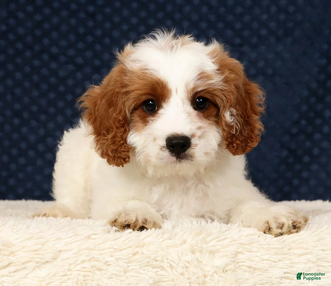 Cavapoo dogs for sale: Easton - Ad 1