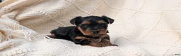 Yorkshire Terrier dogs for sale: Zeus - Ad 10