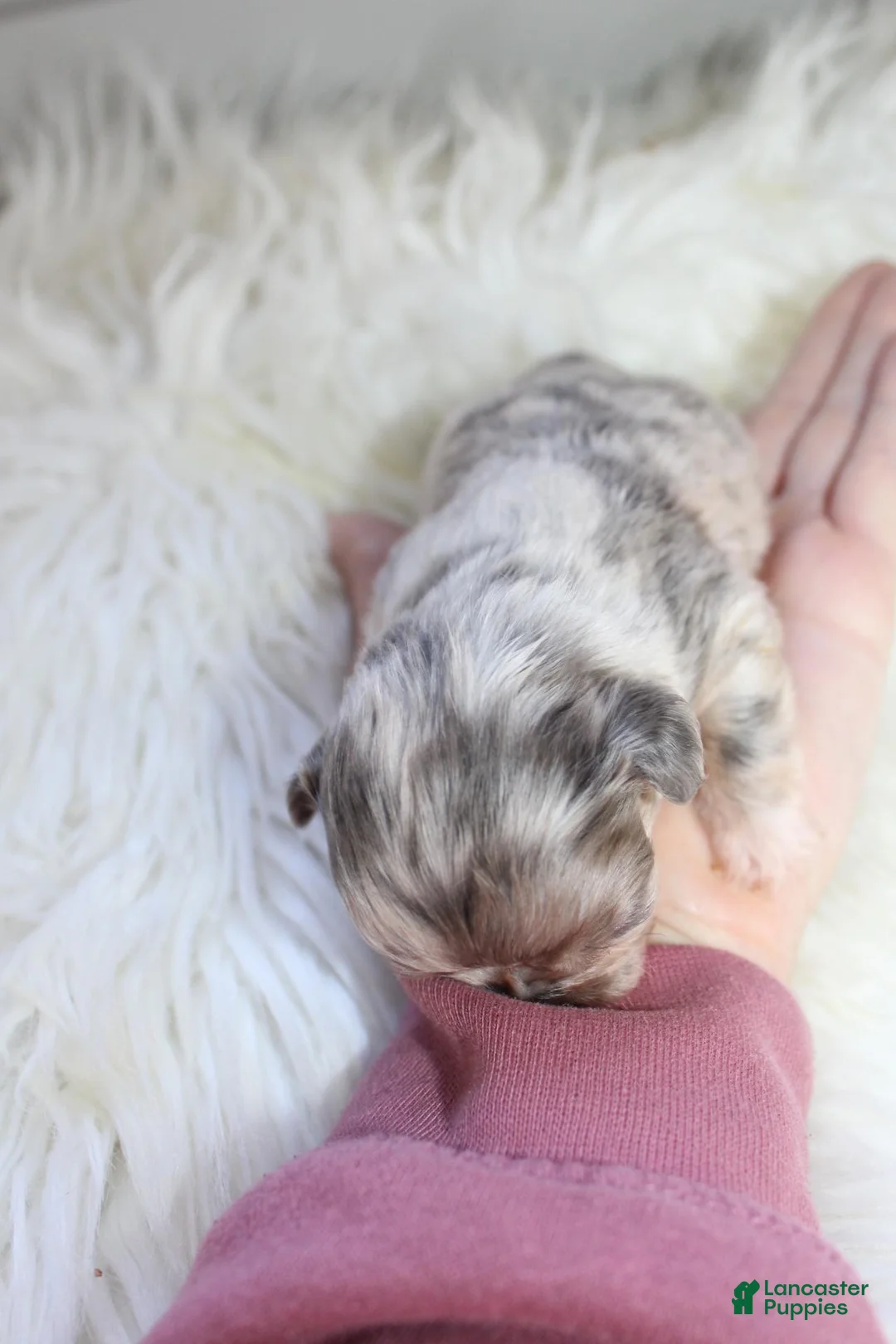 French Bulldog dogs for sale: AKC Lily - Ad 1