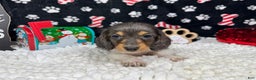 Miniature Dachshund dogs for sale: Miniature Dachshund Puppy 3 - Ad 2