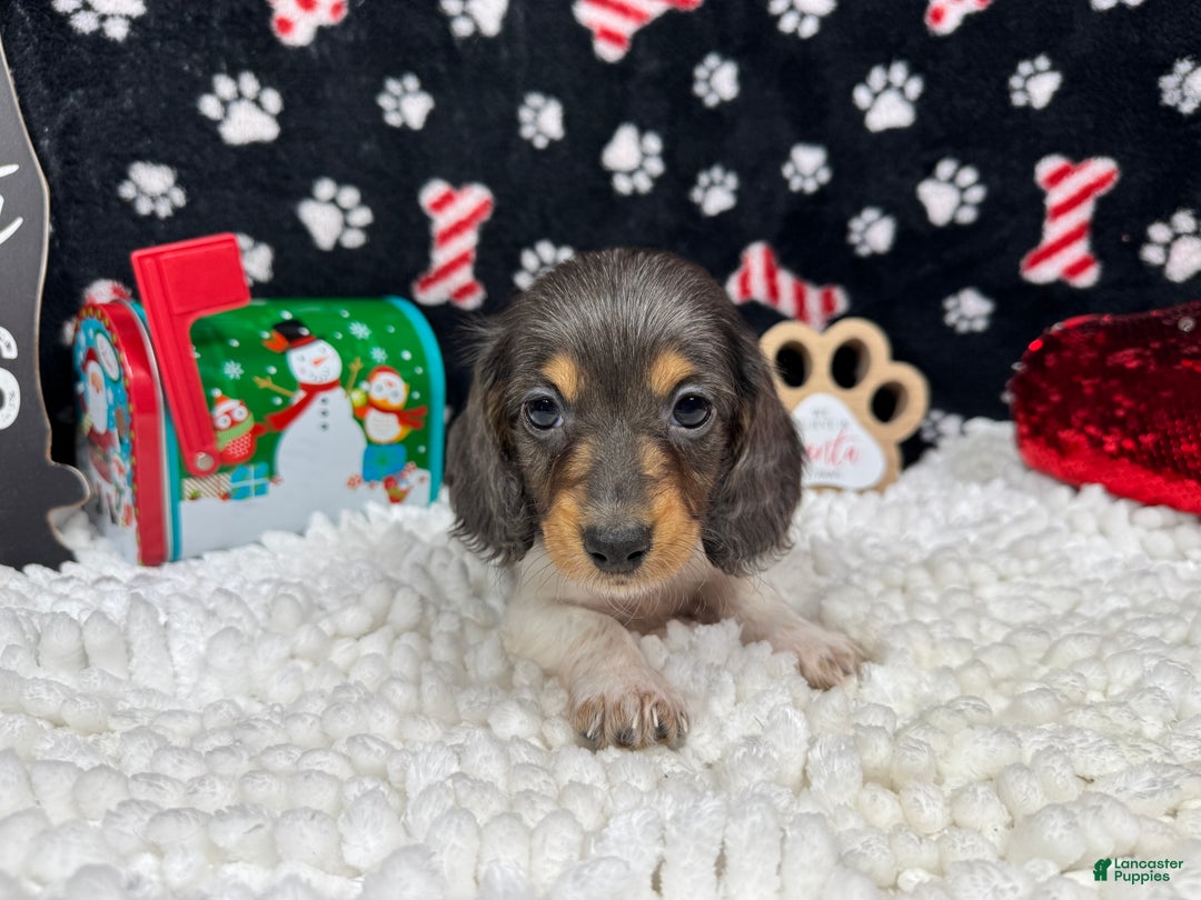 Miniature Dachshund dogs for sale: Miniature Dachshund Puppy 3 - Ad 2