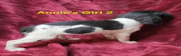 Brittany Spaniel dogs for sale: AKC/UKC French Brittany Annie's Girl 2 - Ad 4