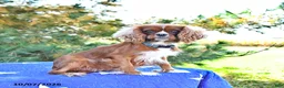Cavapoo dogs for sale: Kaya - Ad 6