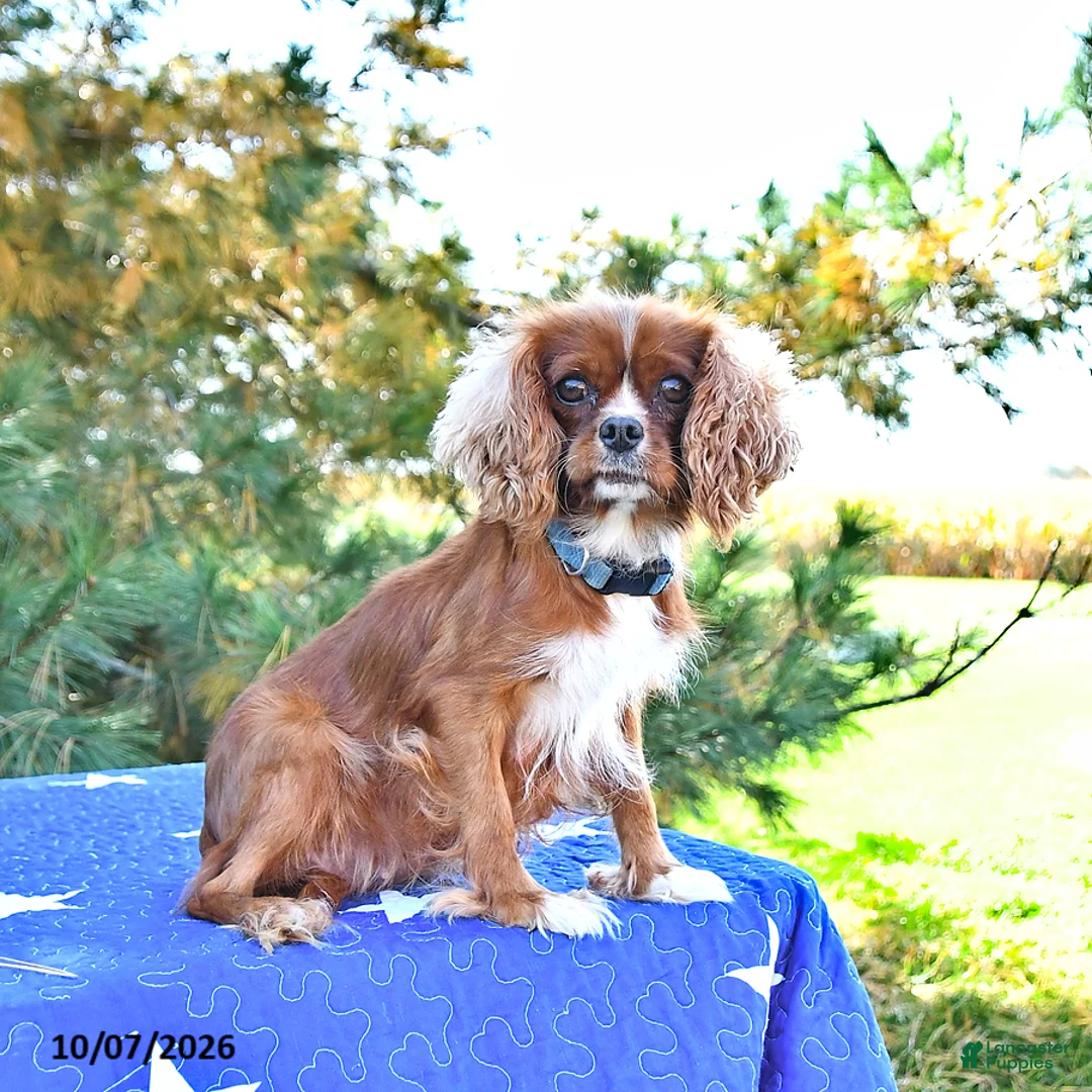 Cavapoo dogs for sale: Kaya - Ad 6